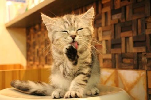 成約済の大阪府のマンチカン-8721の2枚目