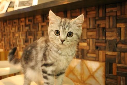 成約済の大阪府のマンチカン-8721