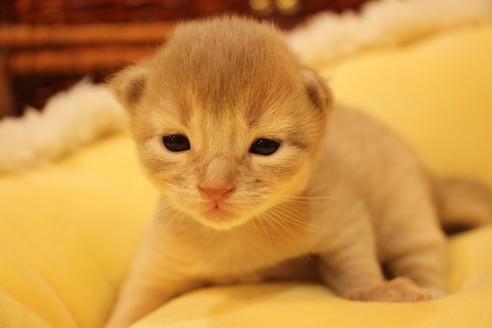 成約済の大阪府のソマリ-9448の3枚目