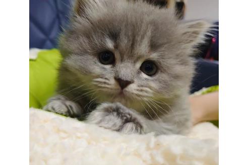 成約済の愛知県のミヌエット-9489の6枚目