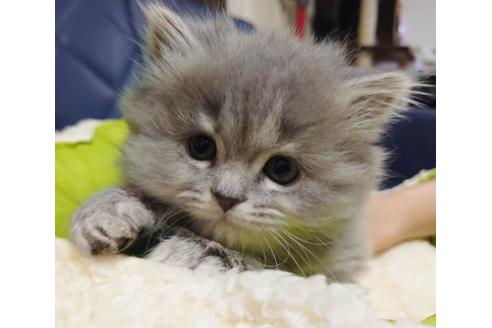 成約済の愛知県のミヌエット-9489の4枚目