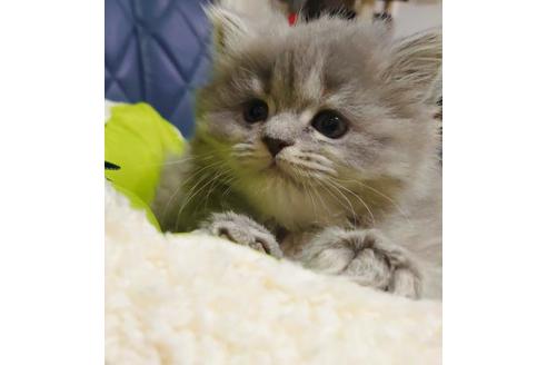 成約済の愛知県のミヌエット-9489の3枚目