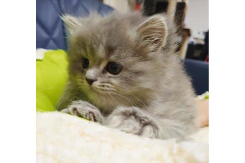 成約済の愛知県のミヌエット-9489の2枚目