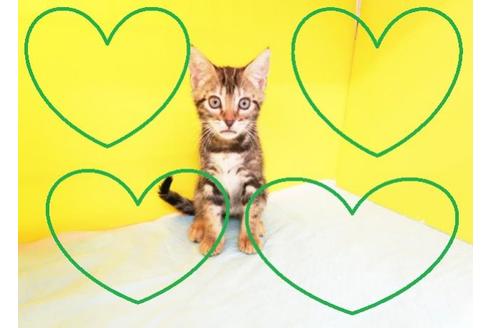 成約済の東京都のベンガル-9503の2枚目