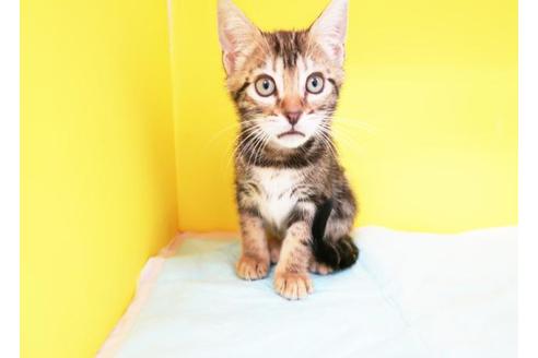 成約済の東京都のベンガル-9503の1枚目