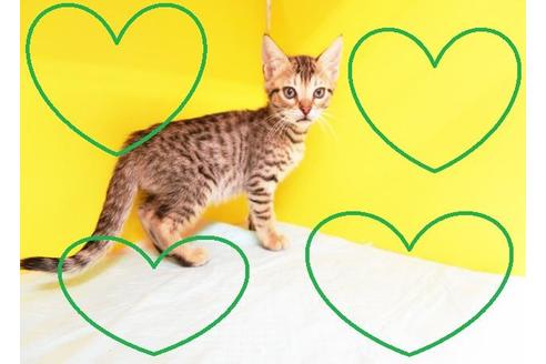 成約済の東京都のベンガル-9504の1枚目