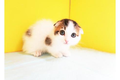 成約済の東京都のマンチカン-9505の1枚目