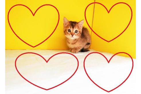 成約済の東京都のマンチカン-9506の2枚目