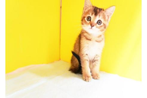 成約済の東京都のマンチカン-9506の1枚目