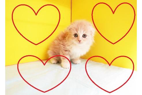 成約済の東京都のスコティッシュフォールド-9509の2枚目