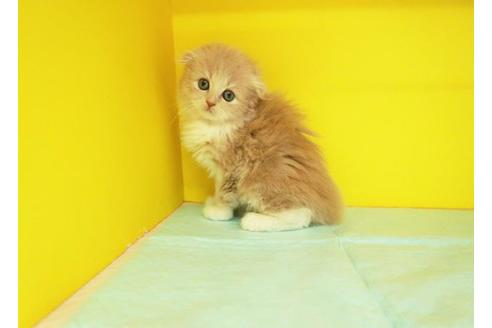 成約済の東京都のスコティッシュフォールド-9509の1枚目