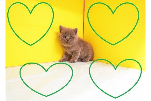 成約済の東京都のブリティッシュショートヘア-9510の2枚目