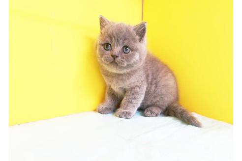 成約済の東京都のブリティッシュショートヘア-9510の1枚目