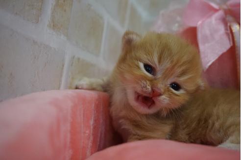 成約済の千葉県のミヌエット-9469の2枚目