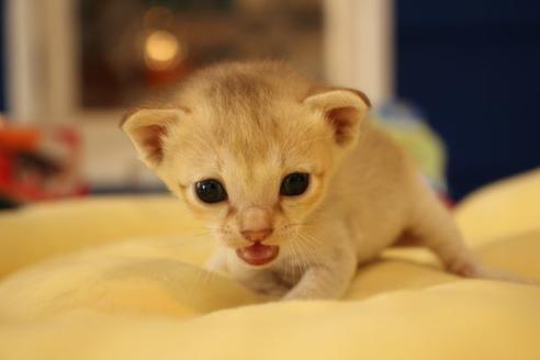 成約済の大阪府のシンガプーラ-9512の1枚目