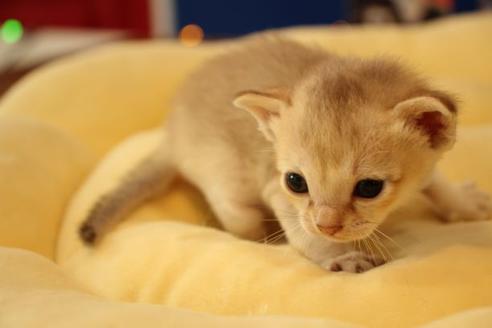 成約済の大阪府のシンガプーラ-9512の5枚目