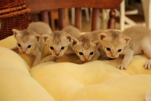 成約済の大阪府のシンガプーラ-9512の3枚目