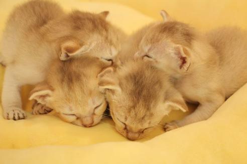 成約済の大阪府のシンガプーラ-9512の2枚目