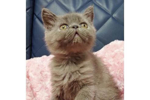 成約済の愛知県のエキゾチックショートヘア-9491の10枚目