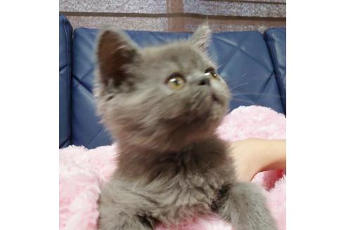 成約済の愛知県のエキゾチックショートヘア-9491の9枚目