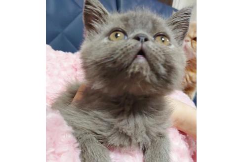 成約済の愛知県のエキゾチックショートヘア-9491の8枚目