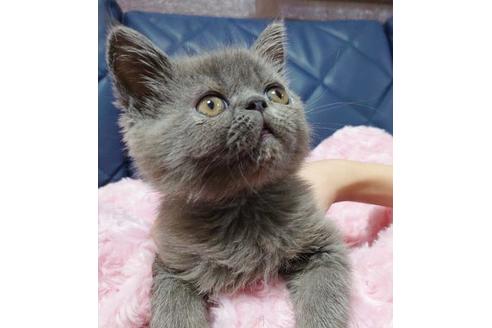 成約済の愛知県のエキゾチックショートヘア-9491の7枚目