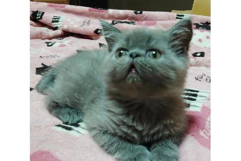 成約済の愛知県のエキゾチックショートヘア-9491の6枚目