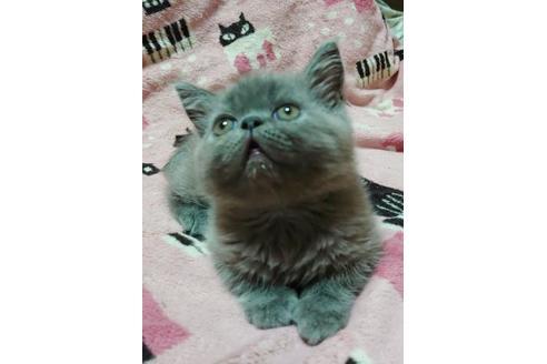 成約済の愛知県のエキゾチックショートヘア-9491の4枚目