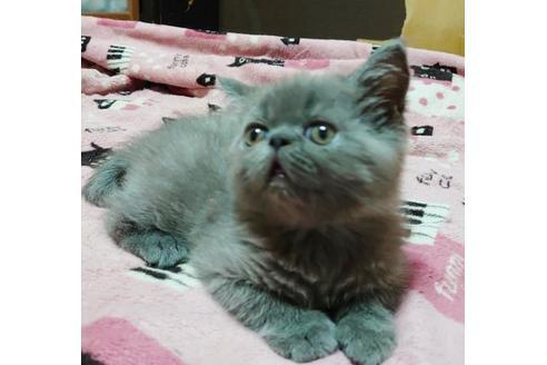 成約済の愛知県のエキゾチックショートヘア-9491の3枚目