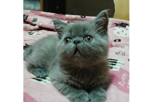 成約済の愛知県のエキゾチックショートヘア-9491の2枚目