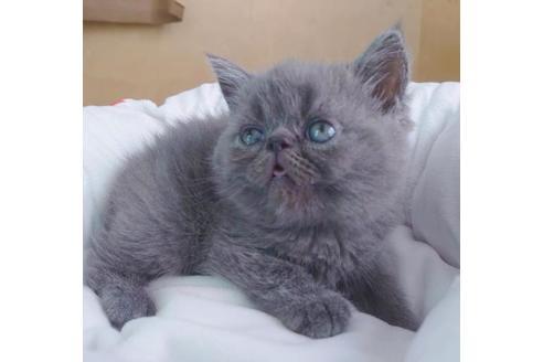 成約済の愛知県のエキゾチックショートヘア-9491の1枚目