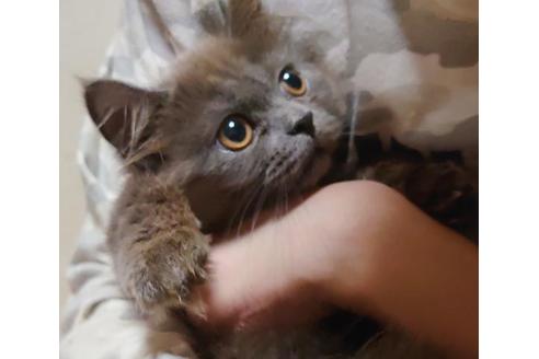 成約済の愛知県のスコティッシュフォールド-9184の10枚目