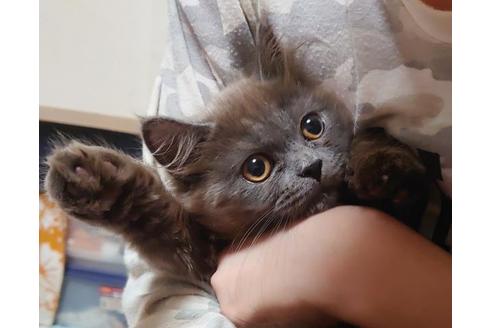 成約済の愛知県のスコティッシュフォールド-9184の9枚目