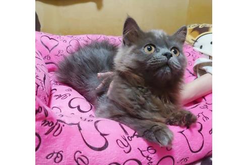 成約済の愛知県のスコティッシュフォールド-9184の8枚目