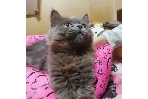 成約済の愛知県のスコティッシュフォールド-9184の7枚目