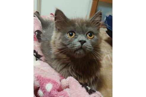 成約済の愛知県のスコティッシュフォールド-9184の6枚目