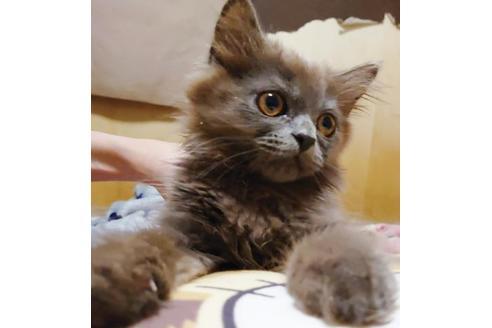 成約済の愛知県のスコティッシュフォールド-9184の5枚目