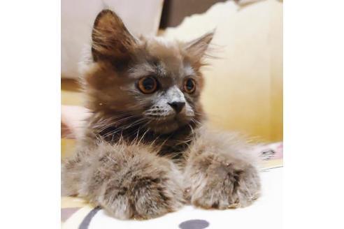 成約済の愛知県のスコティッシュフォールド-9184の4枚目