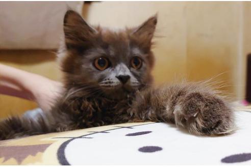 成約済の愛知県のスコティッシュフォールド-9184の3枚目