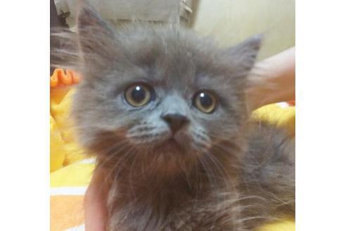 成約済の愛知県のスコティッシュフォールド-9184の1枚目