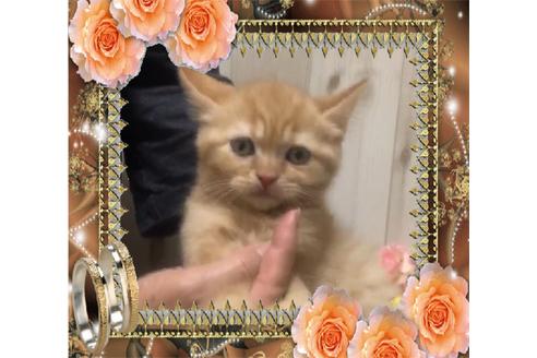 成約済の大阪府のスコティッシュフォールド-9529の8枚目