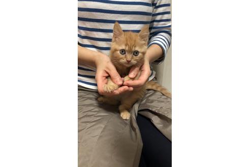 成約済の大阪府のスコティッシュフォールド-9529の7枚目