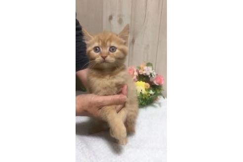 成約済の大阪府のスコティッシュフォールド-9529の5枚目