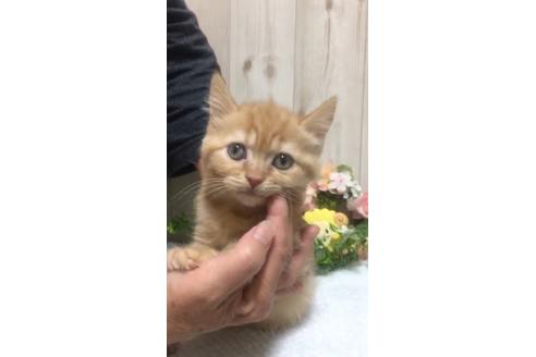 成約済の大阪府のスコティッシュフォールド-9529の4枚目