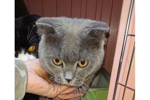 成約済の愛知県のスコティッシュフォールド-9195の3枚目