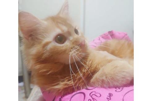 成約済の愛知県のミヌエット-8835の10枚目