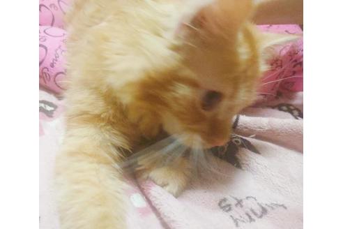 成約済の愛知県のミヌエット-8835の9枚目