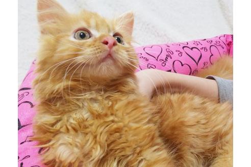 成約済の愛知県のミヌエット-8835の8枚目