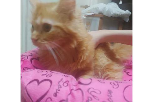 成約済の愛知県のミヌエット-8835の7枚目