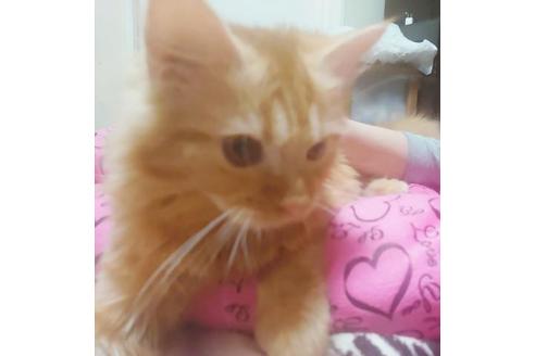 成約済の愛知県のミヌエット-8835の6枚目